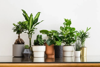 Biophilic Design: How to Decorate with Plants