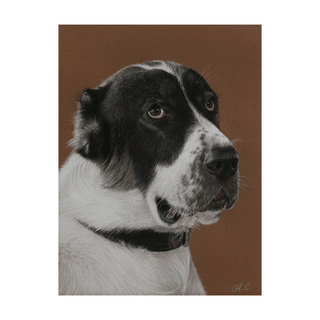 central asian shepherd dog painting realistic pastel portrait 30x40cm front view