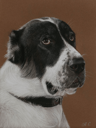 central asian shepherd dog painting realistic pastel portrait 30x40cm close-up