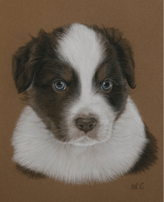 pastel dog portrait hand drawn pet artwork sennelier paper framed close-up