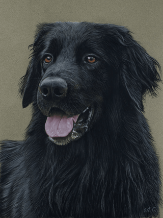 pastel hovawart painting realistic dog art sennelier card 12x16 inch close-up