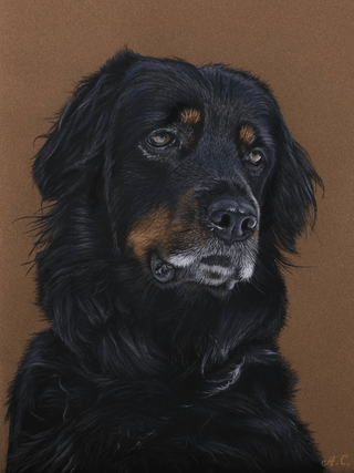 pastel dog portrait realistic bold art sennelier pastel card close-up