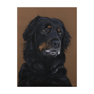 pastel dog portrait realistic bold art sennelier pastel card front view