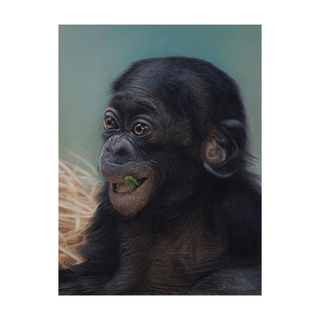 baby chimpanzee realist pastel portrait sennelier card framed front view
