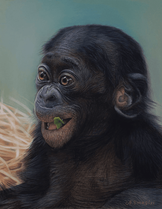 baby chimpanzee realist pastel portrait sennelier card framed close-up