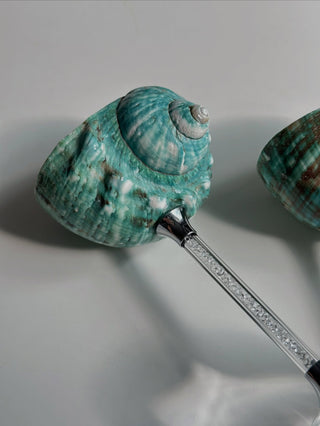 seashell goblet decorative